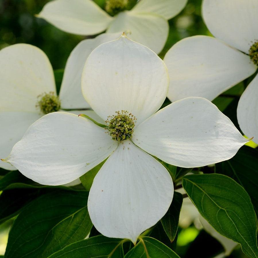 Cornus - Kousa Dogwood