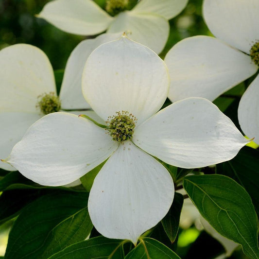 Cornus - Kousa Dogwood