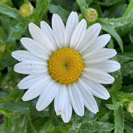 Leucanthemum x superbum - Snowcap Shasta Daisy