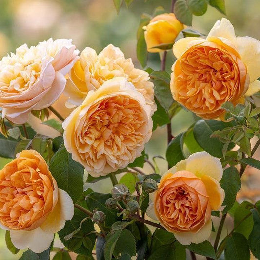 Rosa - Bring Me Sunshine™ Rose