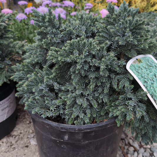 Juniperus squamata - Blue Star Juniper
