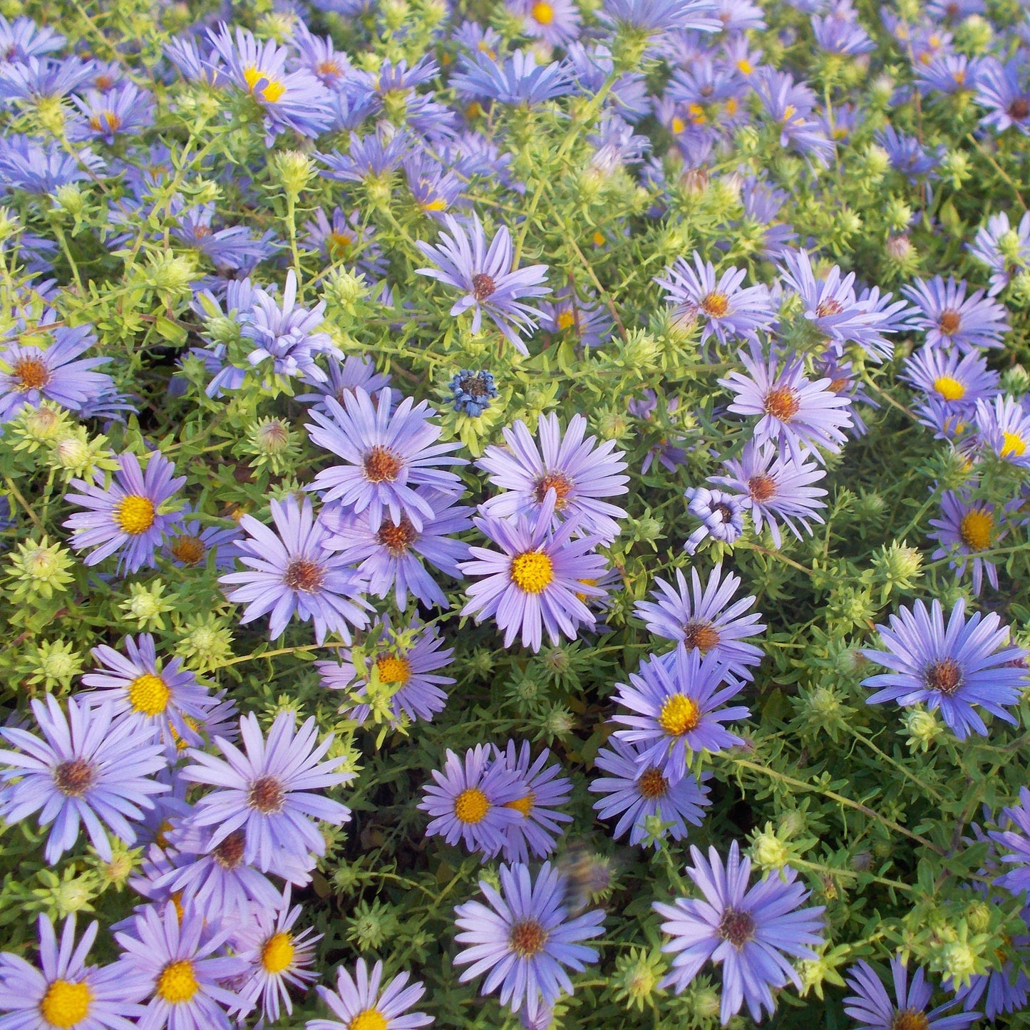 Aster oblongifolium - October Skies Aromatic Aster