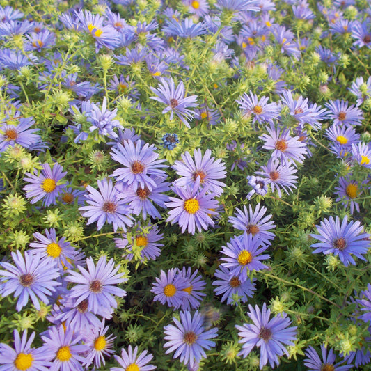 Aster oblongifolium - October Skies Aromatic Aster