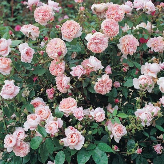 Rosa - Bloomables® Colette™ Climbing Rose