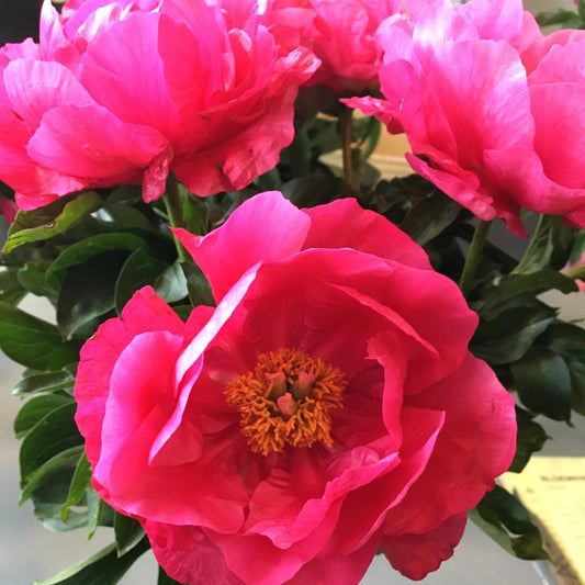 Paeonia lactiflora - Paula Fay Peony