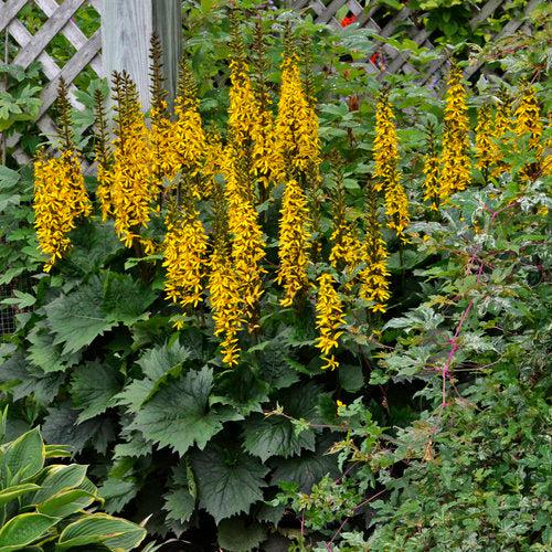 Ligularia - Bottle Rocket Leopard Plant