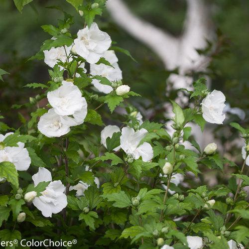 Hibiscus syriacus  - White Chiffon® Rose of Sharon