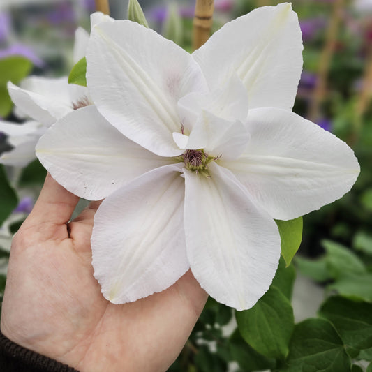 Clematis - Guernsey Flute™ Clematis