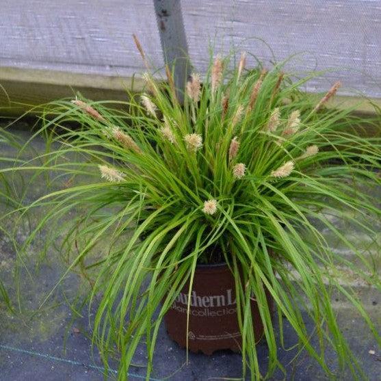 Carex oshimensis - EverColor® Everillo Sedge
