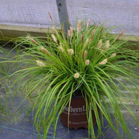 Carex oshimensis - EverColor® Everillo Sedge