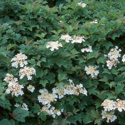 Viburnum opulus - Nanum European Cranberrybush