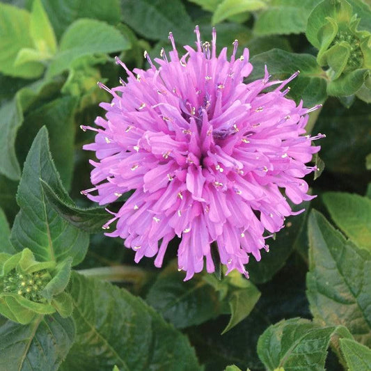 Monarda - Sugar Buzz® Lilac Lollipop Bee Balm