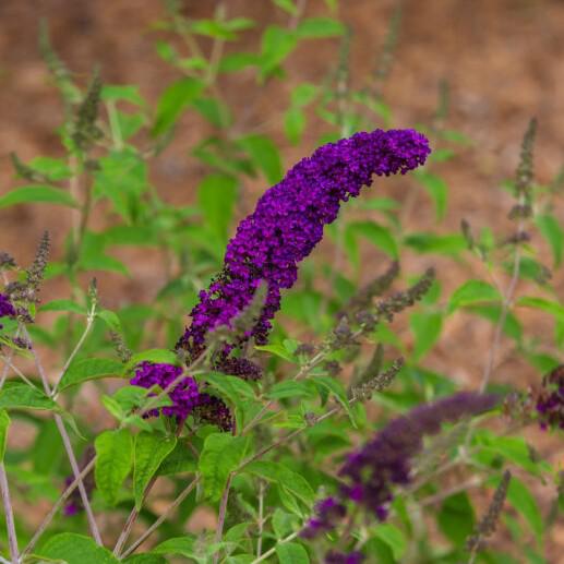 Buddleia davidii - First Editions® Groovy Grape™ Butterfly Bush