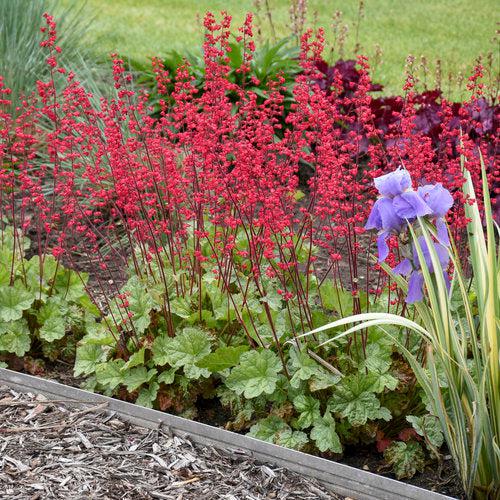 Heuchera  - Dolce® Spearmint Heuchera