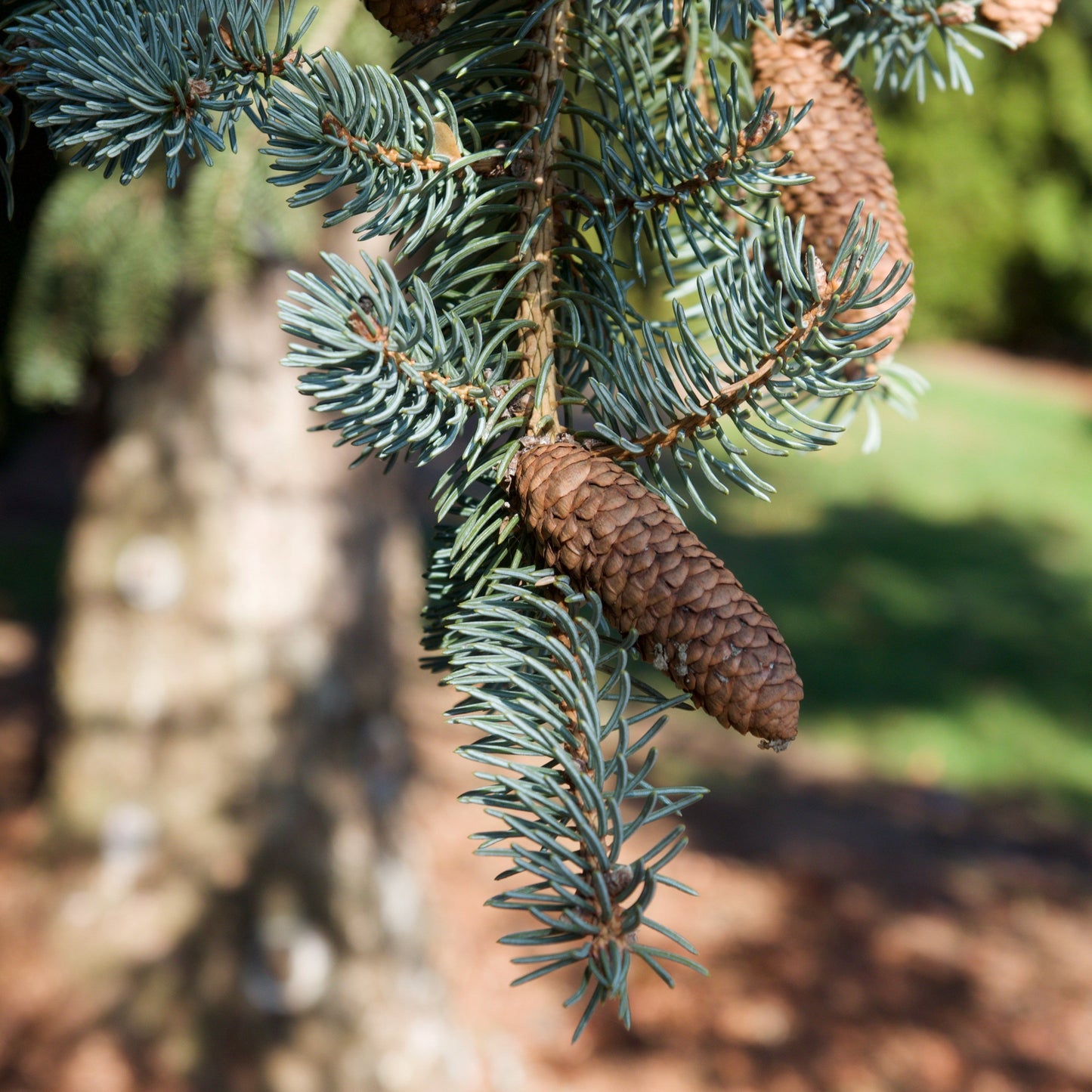 Picea meyeri  - Meyer Spruce