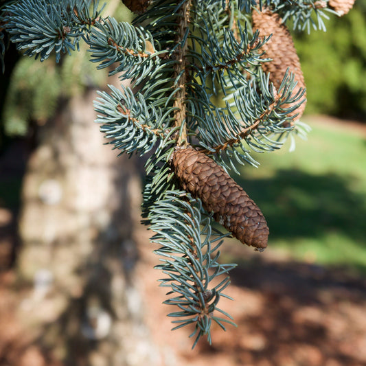 Picea meyeri  - Meyer Spruce