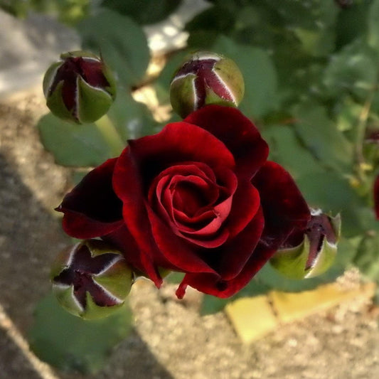Rosa - Don Juan Rose