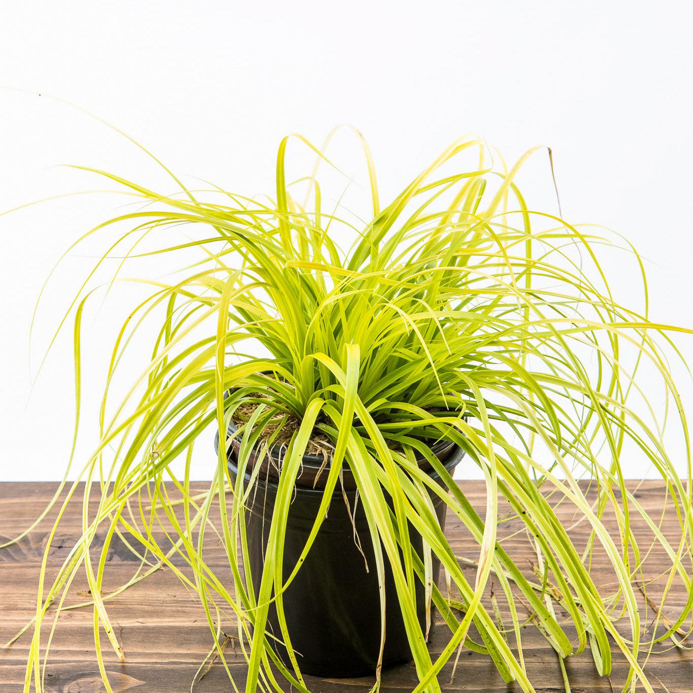 Carex oshimensis - EverColor® Everillo Sedge