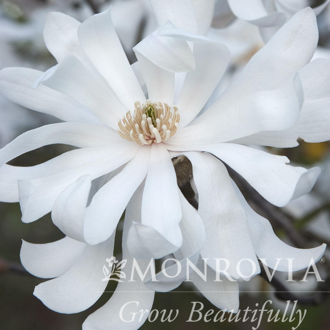 Magnolia stellata - Royal Star Magnolia