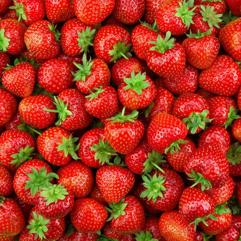 Fragaria x ananassa  - Earliglow Strawberry