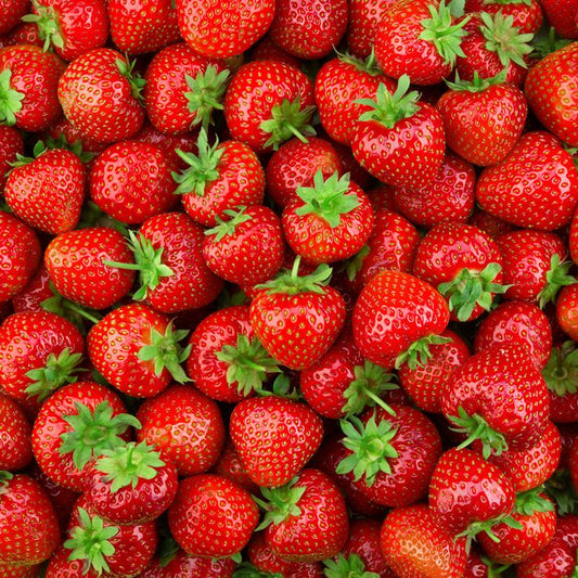Fragaria x ananassa  - Earliglow Strawberry