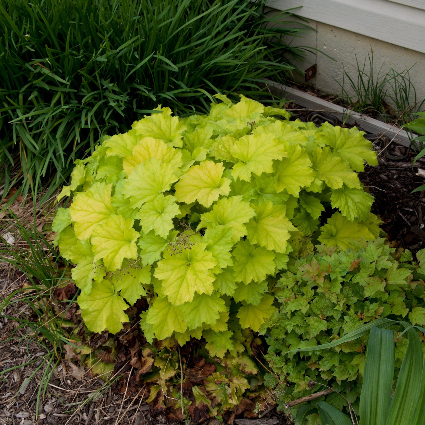 Heuchera - Guacamole Heuchera