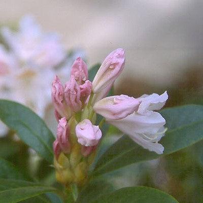 Rhododendron 'Cunningham's White'