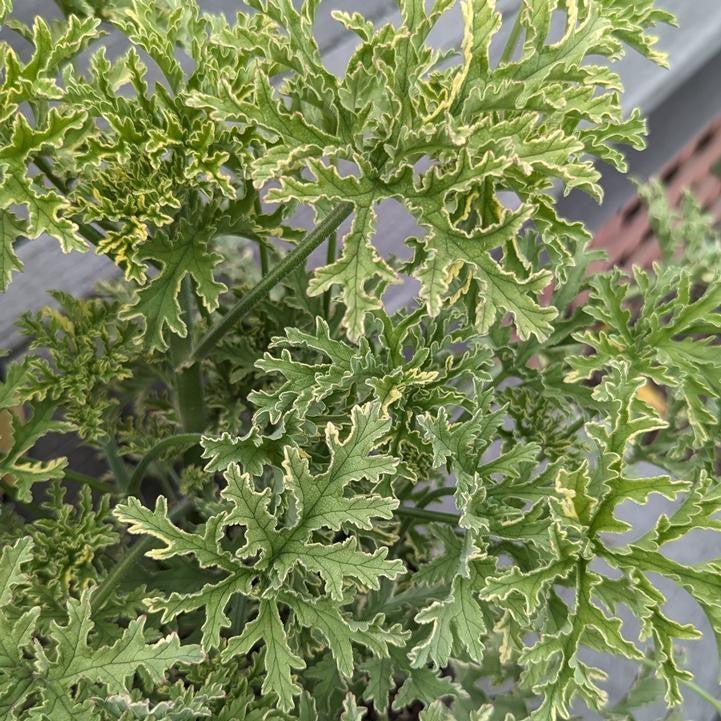 Pelargonium citrosa - Lady Plymouth Variegated Mosquito Plant
