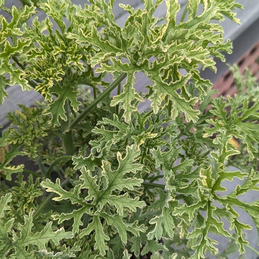 Pelargonium citrosa - Lady Plymouth Variegated Mosquito Plant