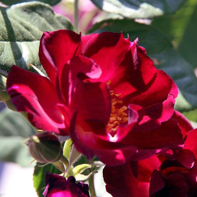 Rosa - Don Juan Rose