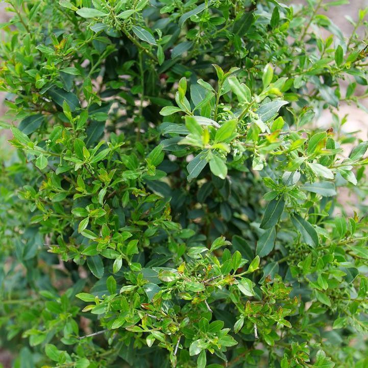 Ilex glabra - Squeeze Box® Inkberry Holly