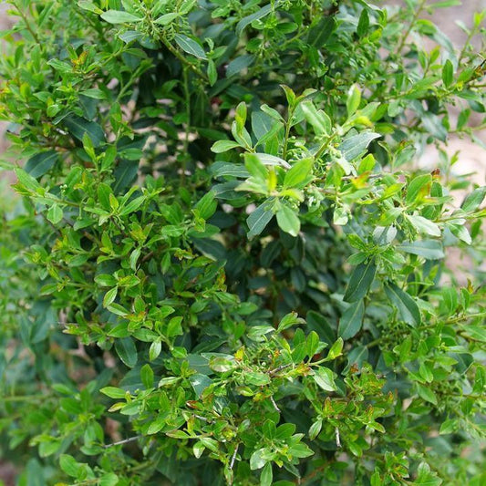 Ilex glabra - Squeeze Box® Inkberry Holly