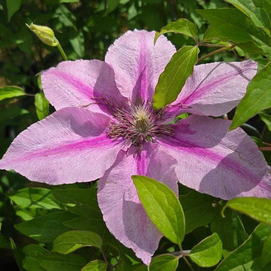 Clematis - Rosalie™ Clematis