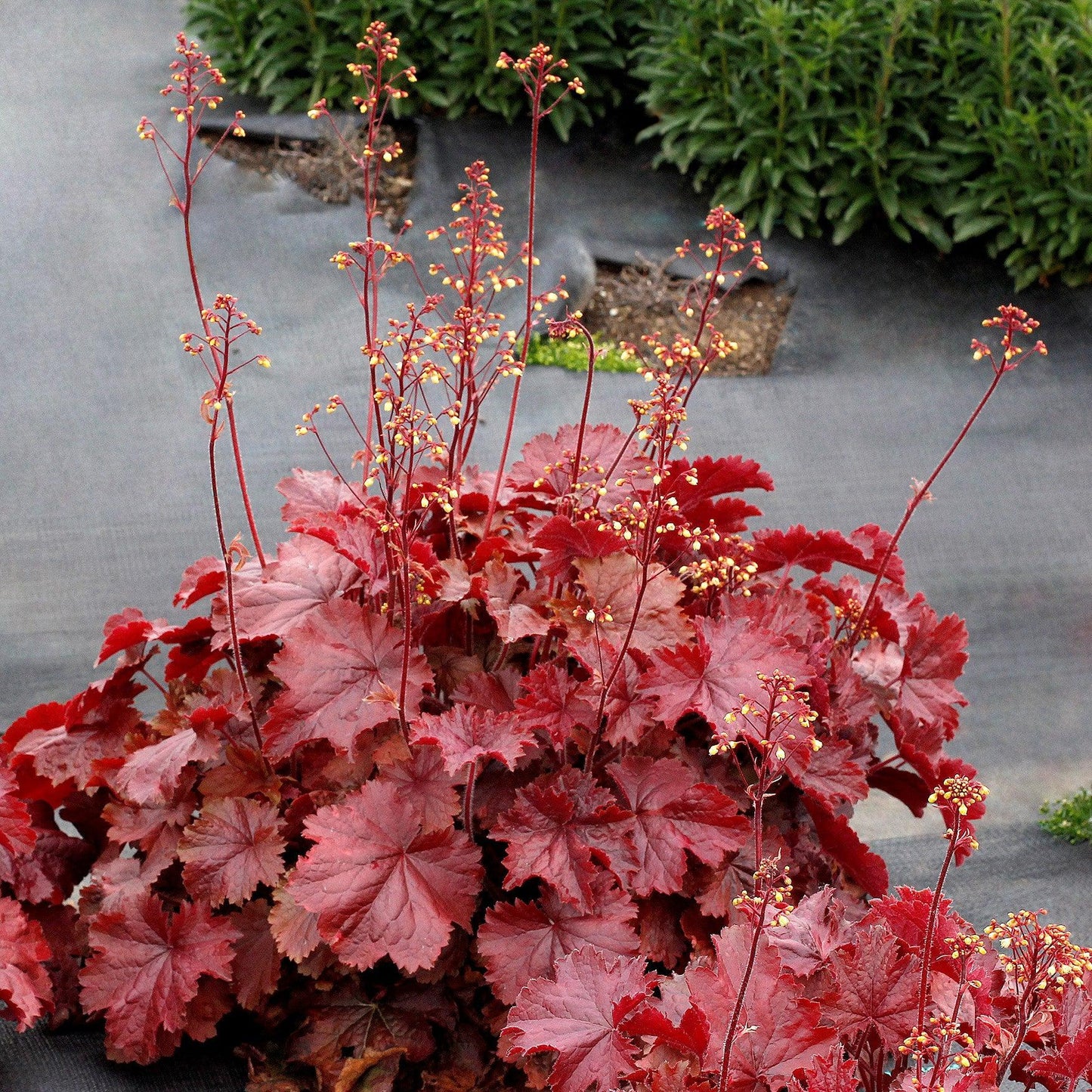 Heuchera x - Northern Exposure™ Red Heuchera