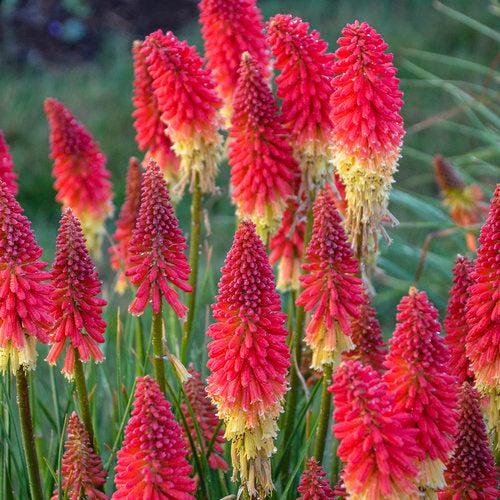 Kniphofia - PW® Pyromania® Rocket's Red Glare Red Hot Poker, Torch Lily