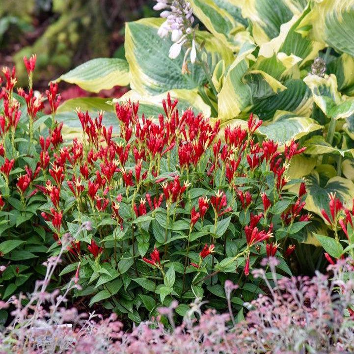 Spigelia marilandica - Apple Slices Indian Pink