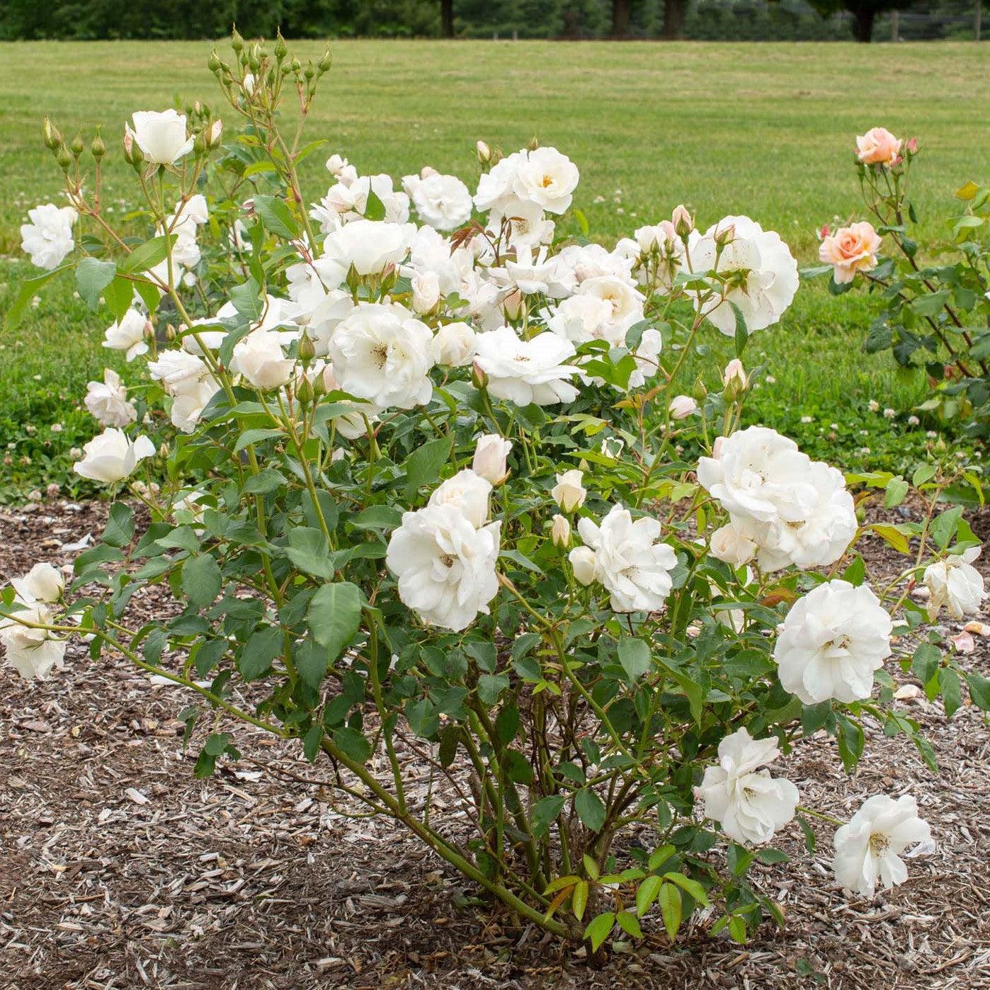Rosa - Iceberg Rose