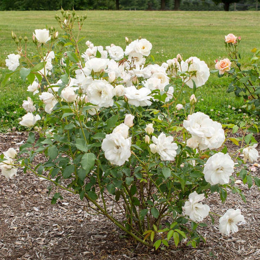 Rosa - Iceberg Rose