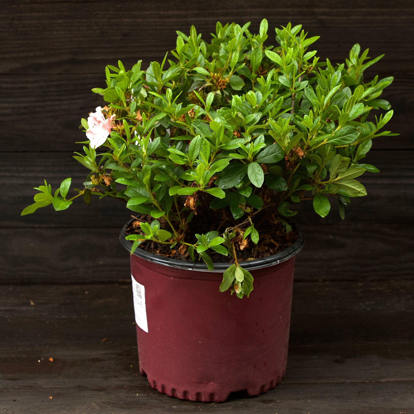 Encore® Autumn Starburst™ Azalea