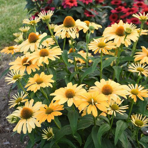Echinacea - Color Coded® One in a Melon Echinacea