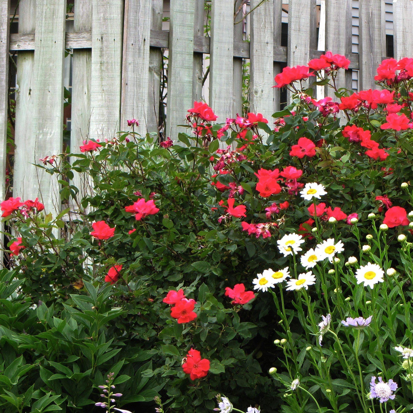 Rosa - Flower Carpet® Red Rose