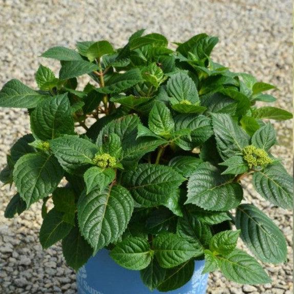 Hydrangea macrophylla  - Endless Summer® Pop Star® Hydrangea