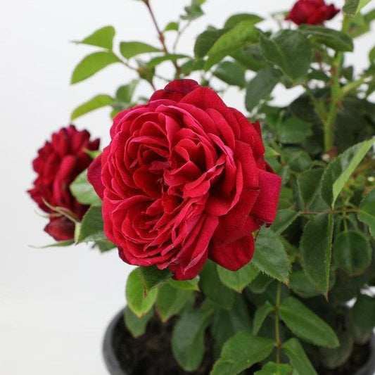 Rosa - True Endearment Rose