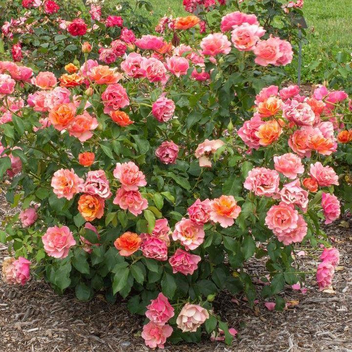 Rosa - Tequila® Supreme Rose