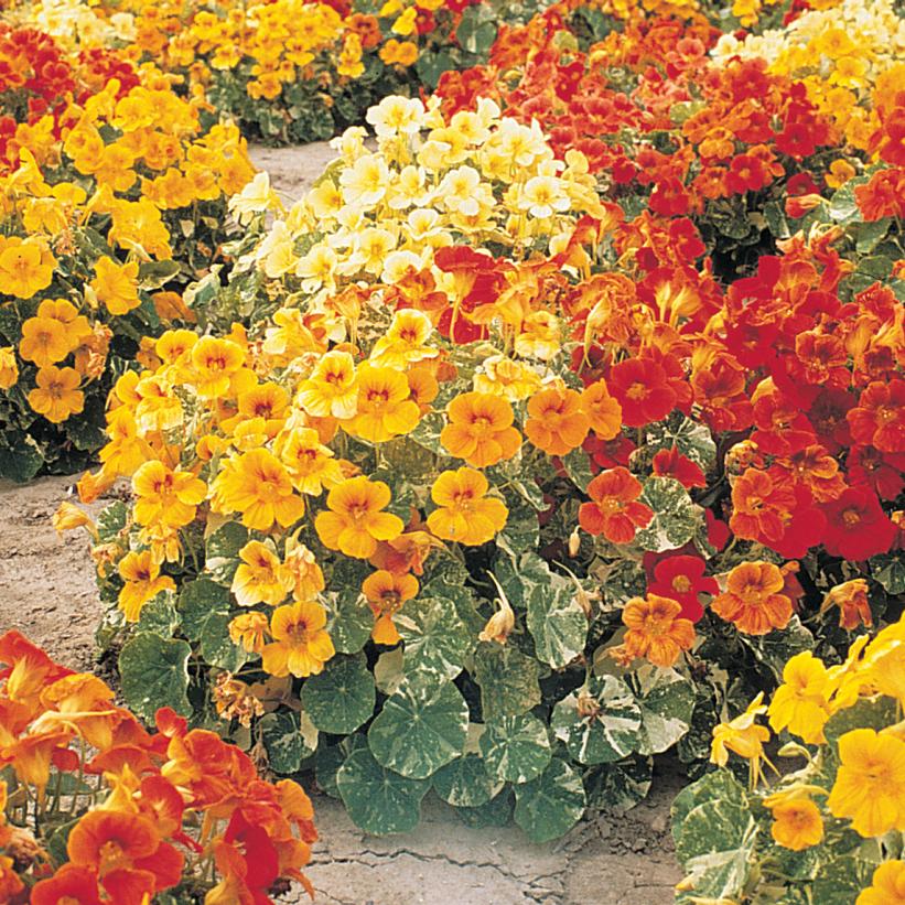 Tropaeolum majus - Alaska Mix Nasturtium
