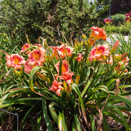 Hemerocallis  - Strawberry Candy Daylily