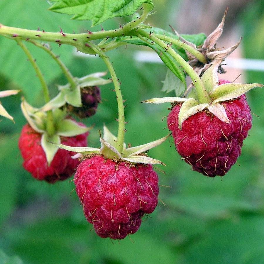 Rubus idaeus - Meeker Raspberry