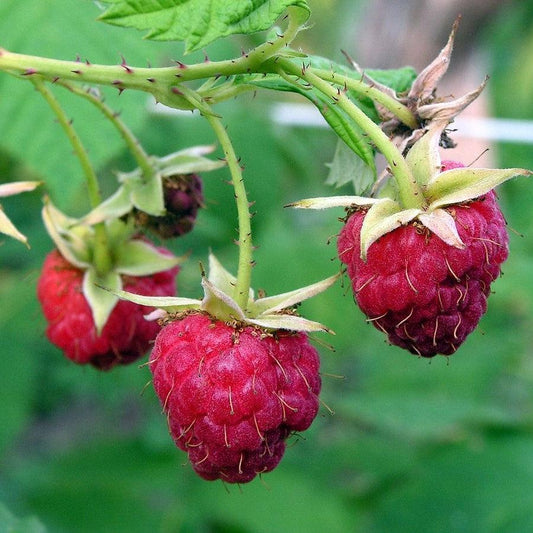 Rubus idaeus - Meeker Raspberry