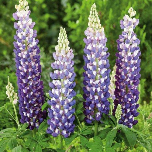 Lupinus polyphyllus - Westcountry™ King Canute Lupine
