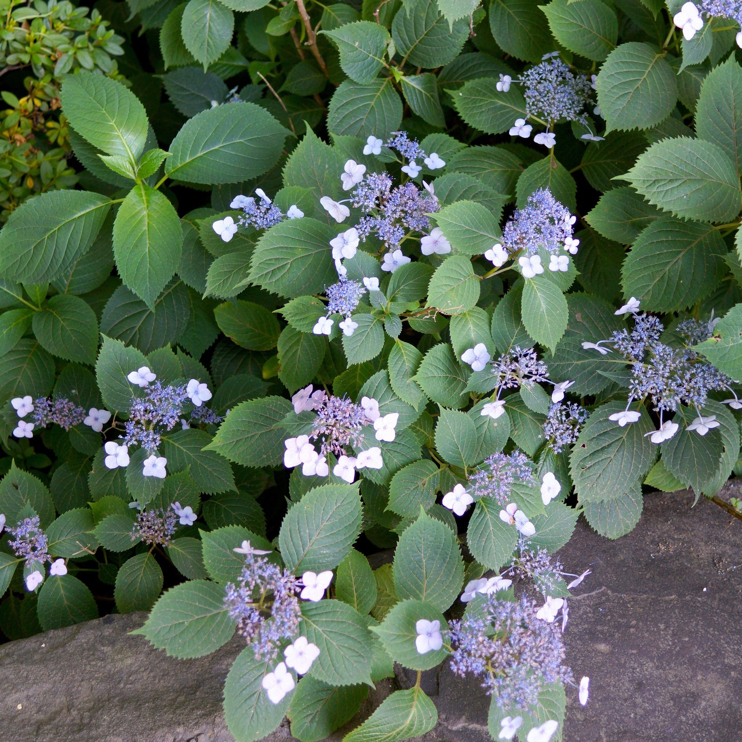 Hydrangea serrata - Blue Billow Hydrangea